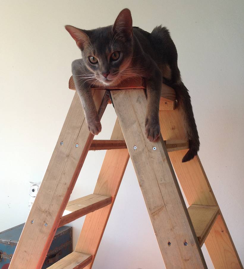chat sur échelle